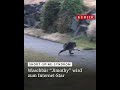 #Waschbär #Jimothy geht viral: Millionen Fans im Netz