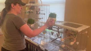 Budgies receiving kitty grass