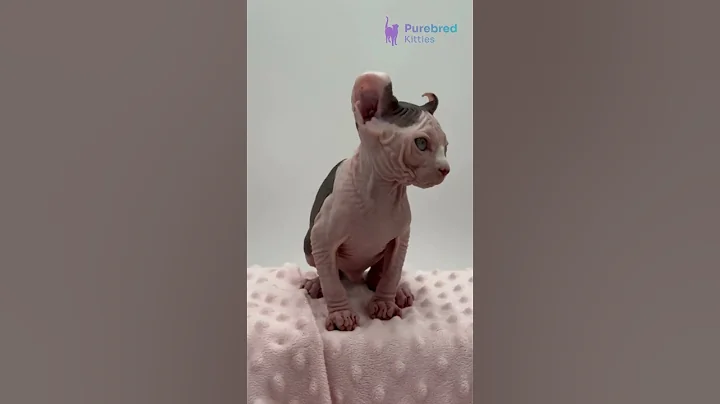 Video 11618861: white sphynx kitten, blue eyed sphynx, rare sphynx
