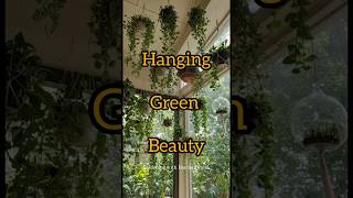 Top Hanging Flower Plants That Instantly Refresh Your Home 🌸🌿