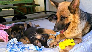 😍Cute and funny family. Little German Shepherd puppies playing with their mother. Odessa. Ukraine.