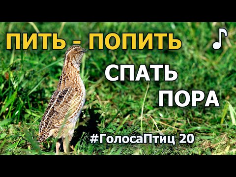 Кто кричит «Спать пора»? #ГолосаПтиц 20