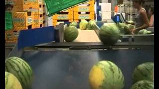 Calibrador Sandía Por Volumen