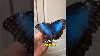 Fakta unik tentang Kupu-kupu #faktaunik #kupukupu #hewan #serangga