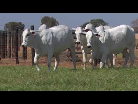 LOTE 44 - 8464 8669 8818 | 42º MEGA LEILÃO ANUAL CARPA FÊMEAS