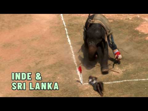Ils risquent de se faire piétiner par des éléphants