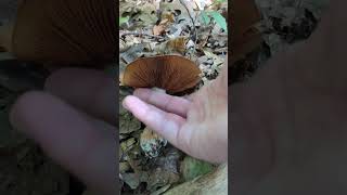 Red-Banded Webcap Cortinarius Quercophilus