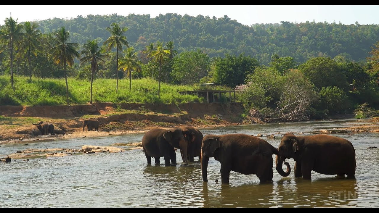 Sri Lanka - Pearl of the Indian Ocean (Cinematic travel 4K) - YouTube