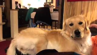 Golden Loves New 2016 Subaru Puppy Superbowl Commercial Youtube