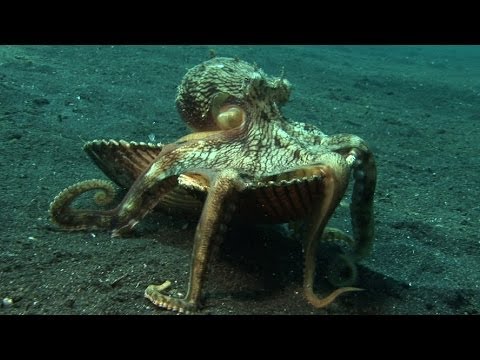 Introducing "Kleptopus", The Shell-Stealing Veined Octopus