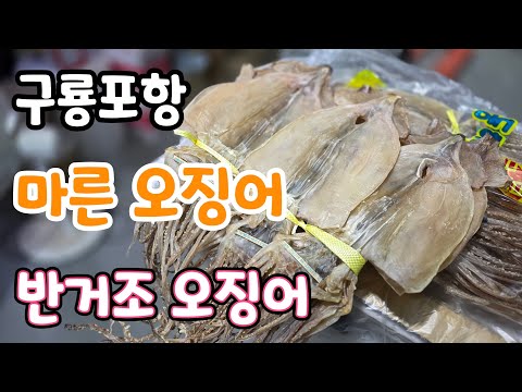 구룡포항 마른 오징어!반건조 오징어 생방송