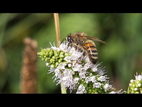 वीडियो: क्या मधुमक्खियां लैवेंडर स्टोचेस को पसंद करती हैं?