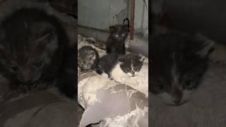 Baby Kittens Glad To See Me #Kitten #Meow #Baby