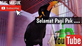 MASTERAN BEO SELAMAT PAGI PAK AMPUH TERBUKTI