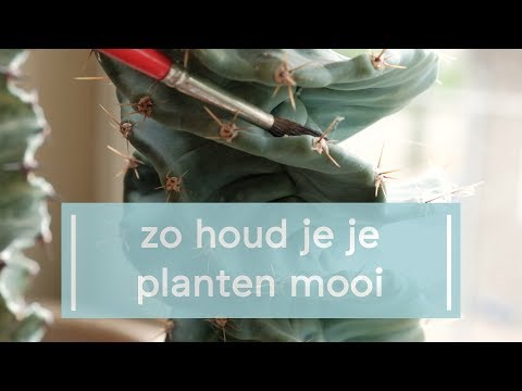 Video: Hoe Het Meer Schoon Te Maken?