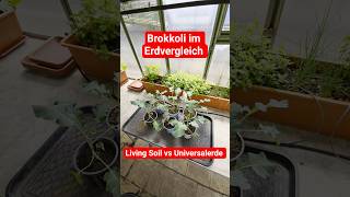 Gewächshausduell: Universalerde vs. Living Soil - Brokkoli in der 3. Woche - 2