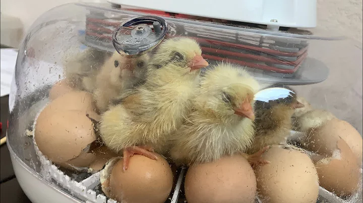 Our Eggs Are Hatching! | Nurture Right 360 Incubator | Last 3 Days Until Hatching