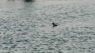 Bufflehead ducks courting (mating behaviour)