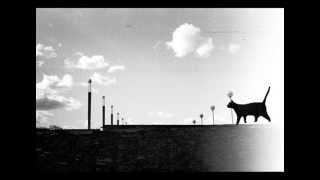 A black cat walking on a photograph.