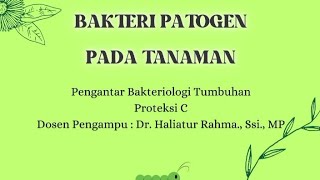 Penyakit pada Tanaman Pepaya || Pengantar Bakteriologi Tumbuhan