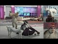 Street Entertainer - Monkey / Goat | Life Skills TV