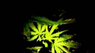 420 Guerrilla