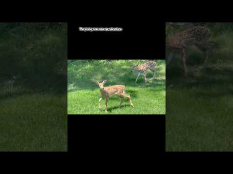 Watching Deer Protect Their Babies Was Incredible 🦌 — video thumbnail