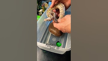 Did your snake have a bad shed? #molinarosnakelab #diy #shorts #royalpython #python #sawa #अजगर #pet