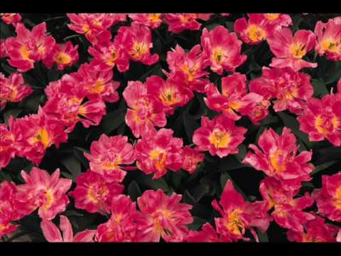 Im wunderschonen Monat Mai - Robert Schumann