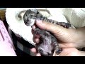 【保護猫】保健所に持ち込まれた赤ちゃん子猫がやって来た！【生後2日】
