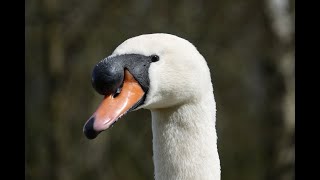 Male swan 🦢 grooming closeup HD