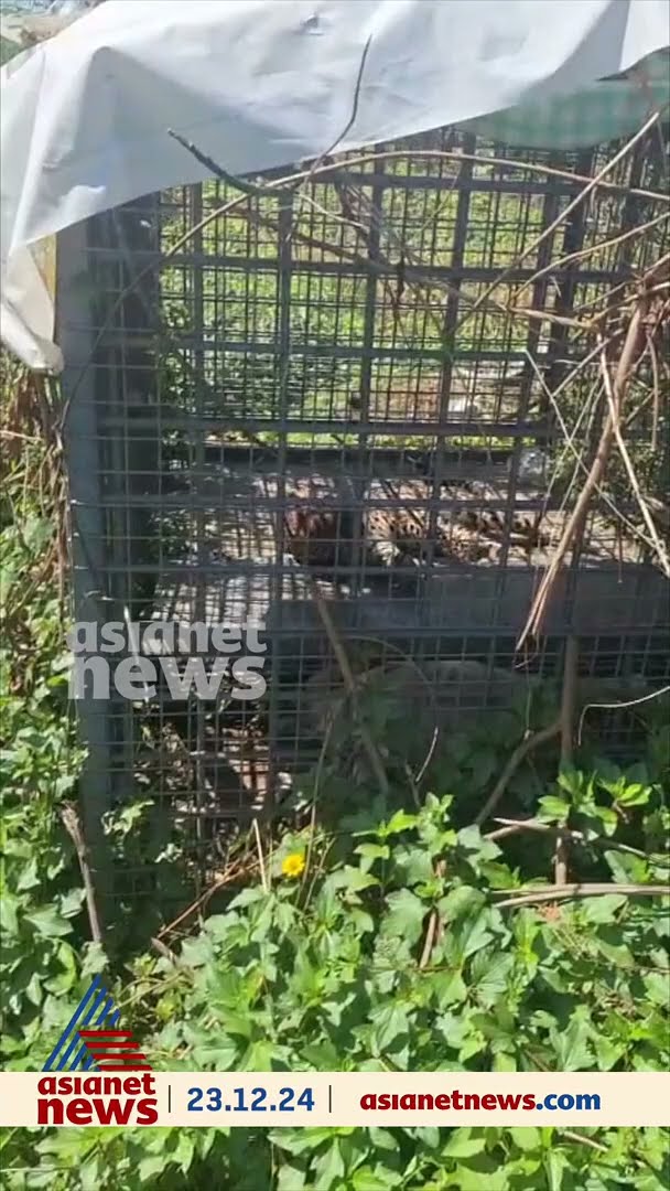 കുടുങ്ങി പുലി കുടുങ്ങി!; പത്തനംതിട്ട ഇഞ്ചപ്പാറയിൽ വനം വകുപ്പ് സ്ഥാപിച്ച കൂട്ടിൽ പുലി വീണു