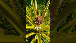 Epic Pineapple Timelapse
