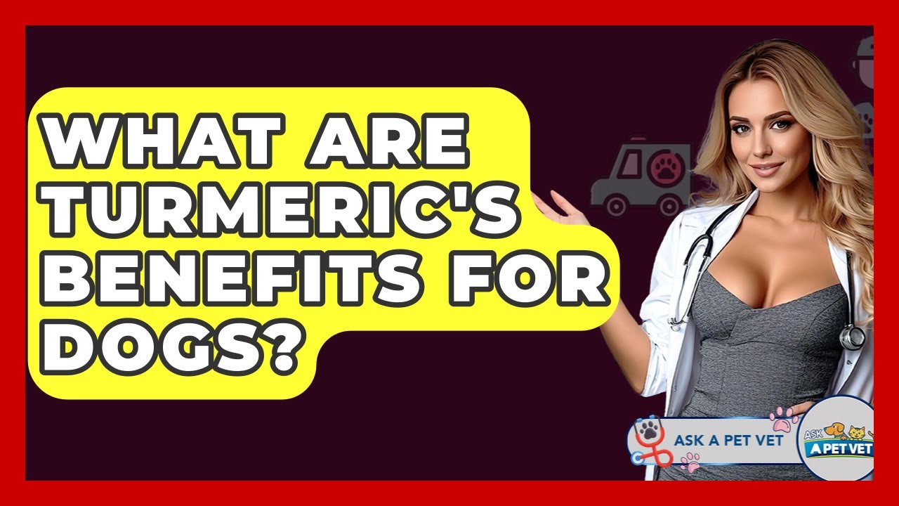 What Are Turmeric's Benefits For Dogs? - Ask A Pet Vet