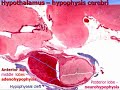 Endocrine system - I. Central organs. Video-lecture by Zimatkin (19)