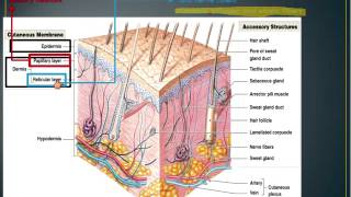 04-Chapter 6 Skeletal Tissue