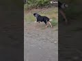 she can run up to 30 mph