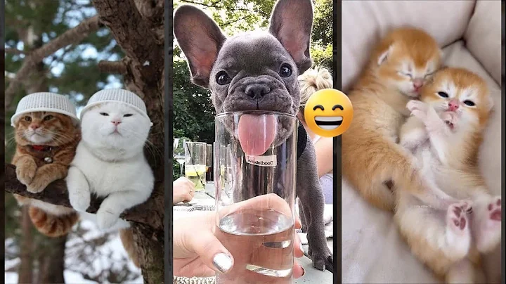 Video 11855241: compilation funny cats talking, cat kitten funny compilation, cat kitten jumping, cat fails, funnycats, cute kitten