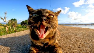カメラが気になってしょうがないサビ猫がカワイイ