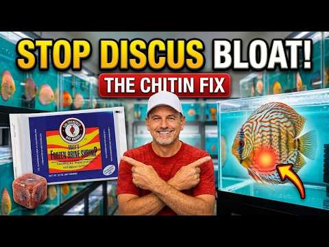 Why Your Discus Get Bloated (And How Chitin Cleans Their Guts)