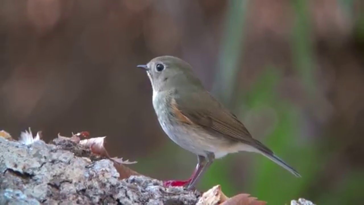 野鳥撮影・ ルリビタキ Red-flanked bluetail 