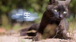 小黑貓把家裡沒去過的角落都走了一遍，準備做最後的告別｜Xishu&Cats