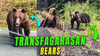 Wild Bears Casually Approach Cars on Transfagarasan Road