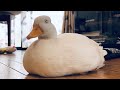 【コールダック】ウトウトするモチの妖精
