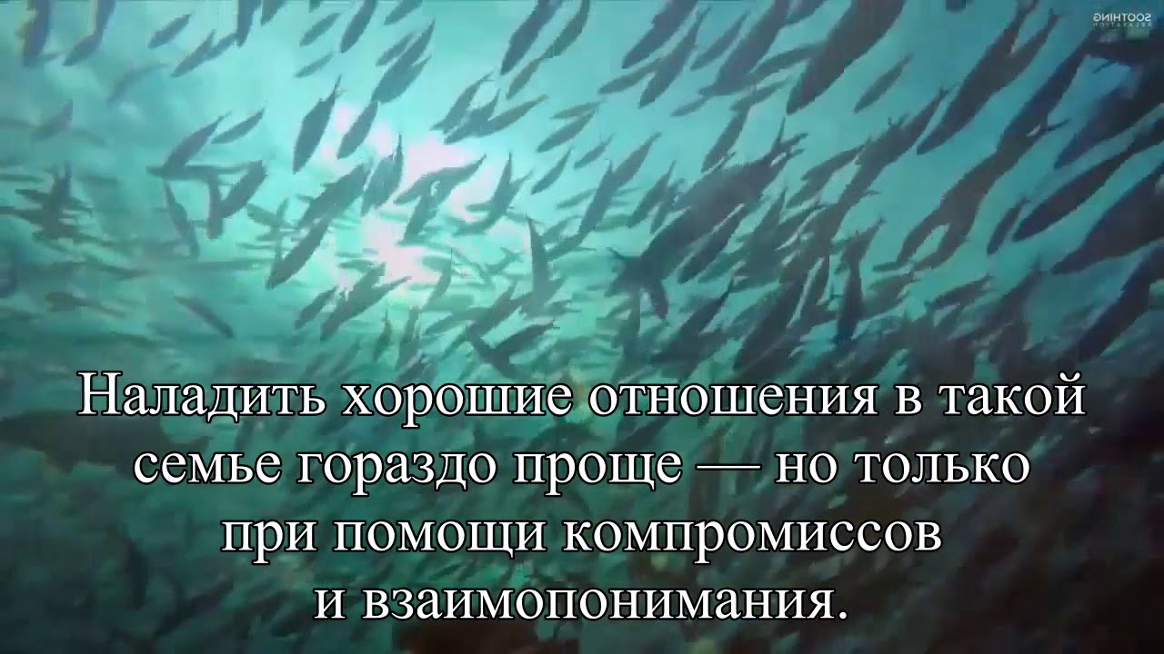 Хорошо тому, кто в своем дому Отношения тещи и зятя… — Статья