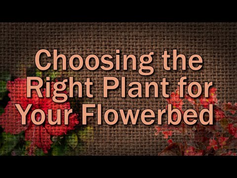Video: Gėlės miegamajam. Kokios gėlės tinka miegamajam