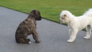 Pitbull puppy meets her Chihuahua x Bichon Sister the first time