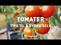 Tomater Tips Til å Dyrke Selv