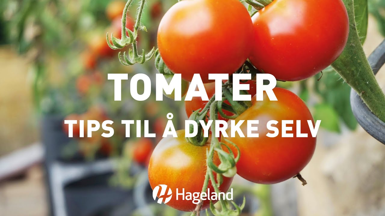 Tomater - tips til å dyrke selv