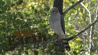 WildEarth  - Sunrise Safari -  10 July 2020